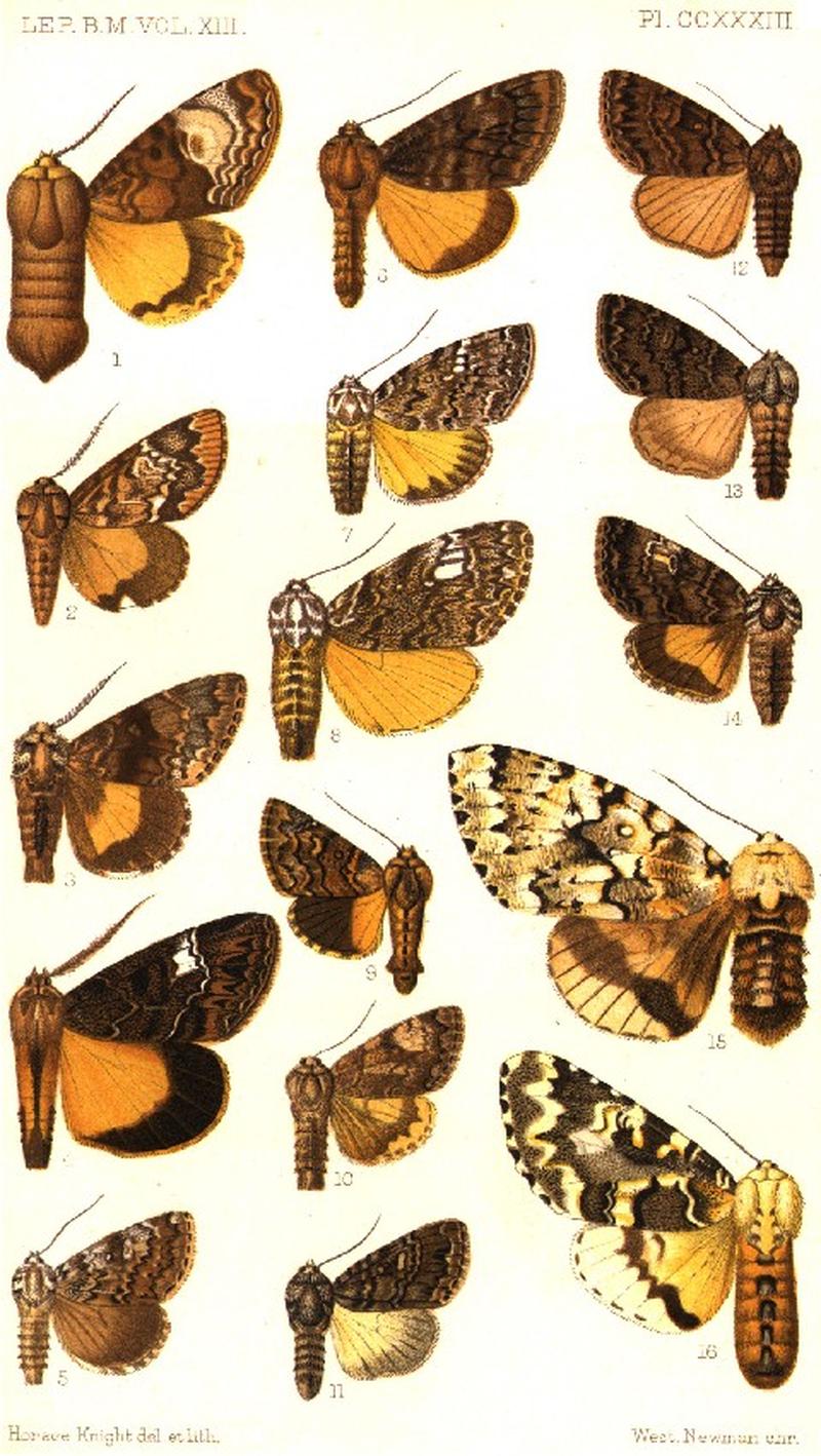 CATALOGUE-BM-PLATE CCXXXIII