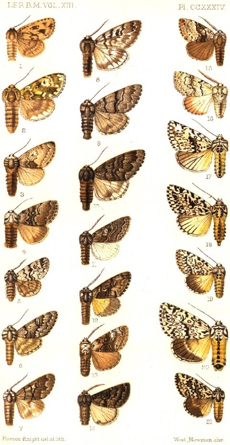 CATALOGUE-BM-PLATE CCXXXIV