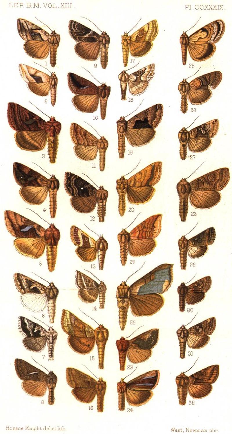 CATALOGUE-BM-PLATE CCXXXIX