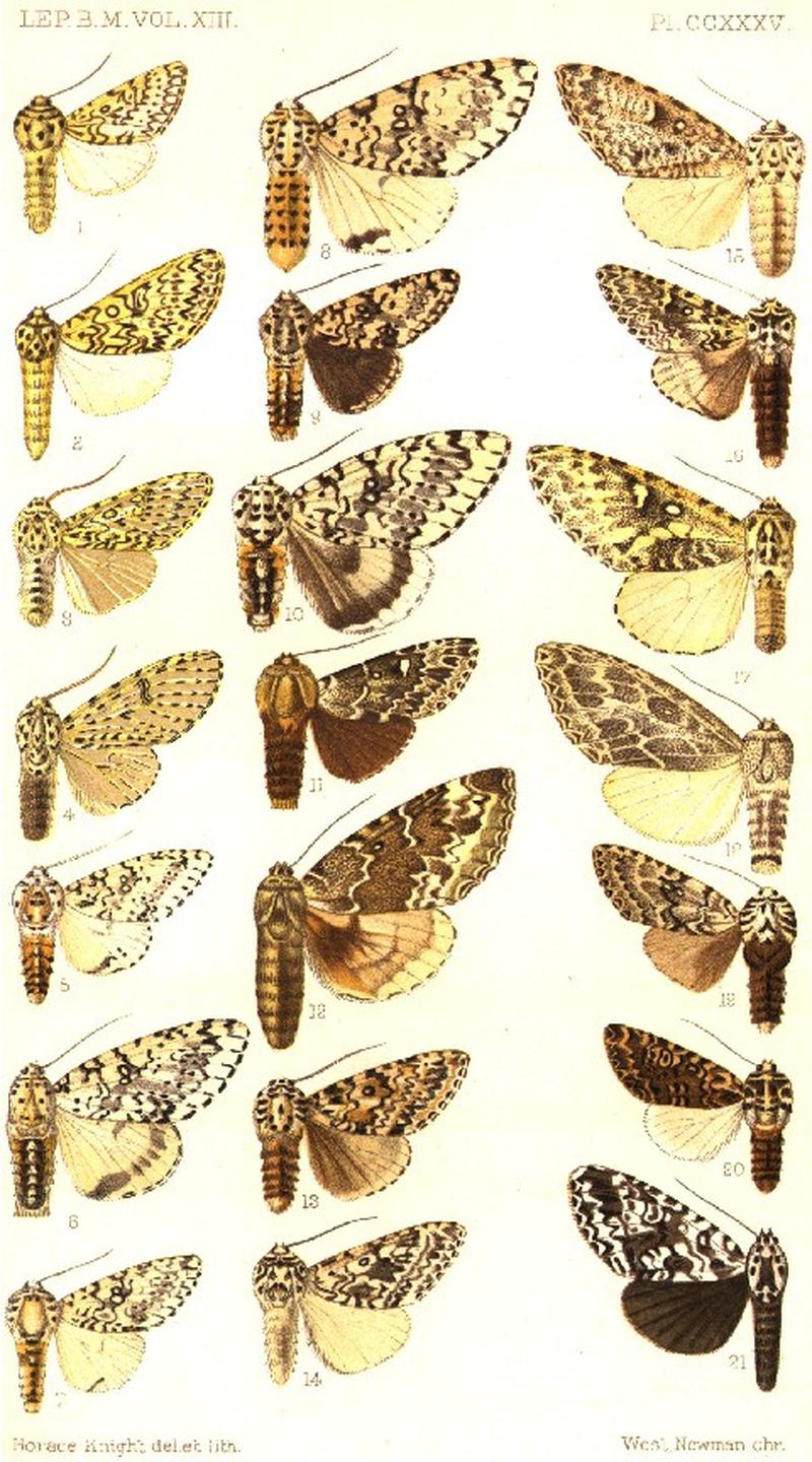 CATALOGUE-BM-PLATE CCXXXV