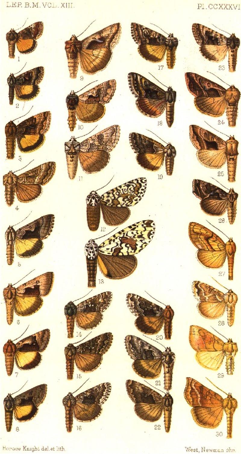 CATALOGUE-BM-PLATE CCXXXVI