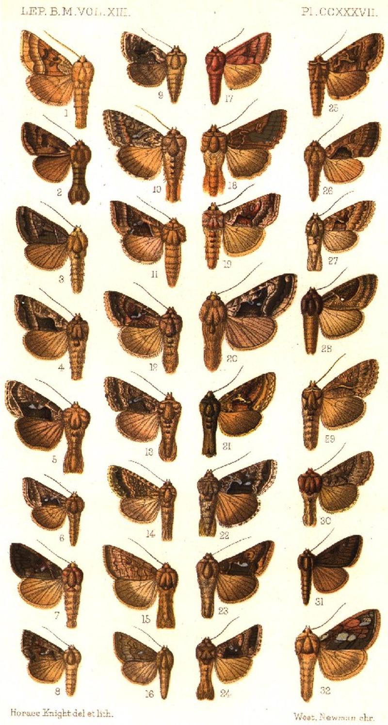 CATALOGUE-BM-PLATE CCXXXVII