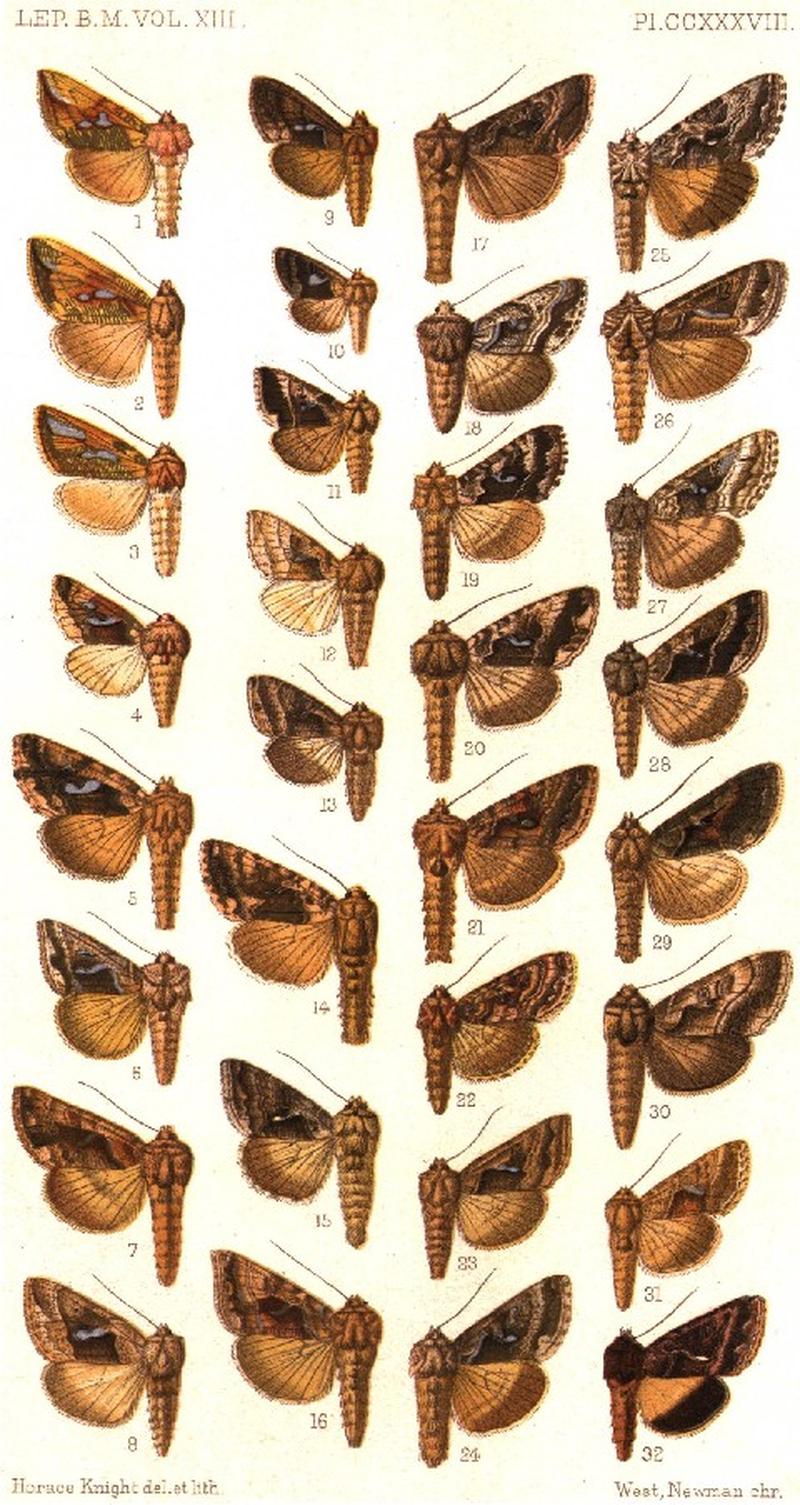 CATALOGUE-BM-PLATE CCXXXVIII