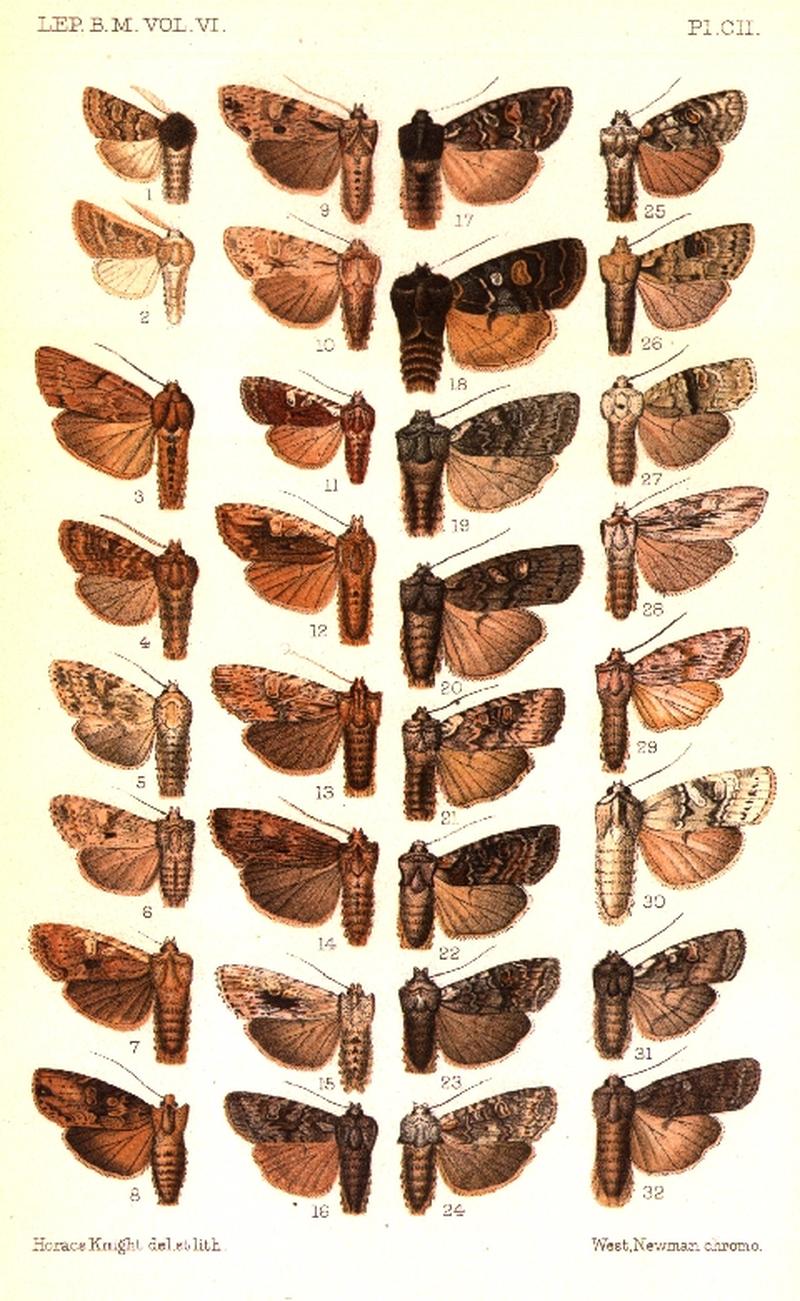 CATALOGUE-BM-PLATE CII