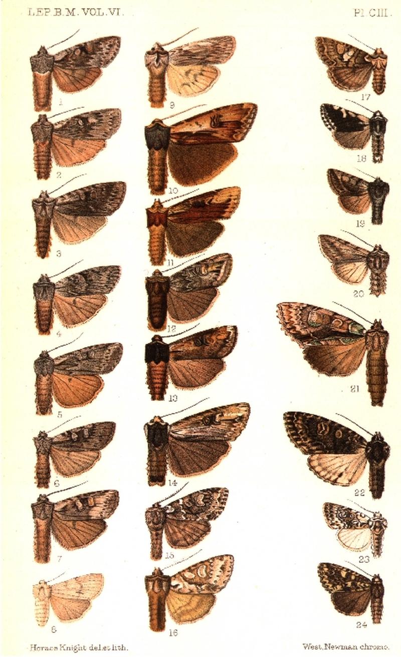 CATALOGUE-BM-PLATE CIII