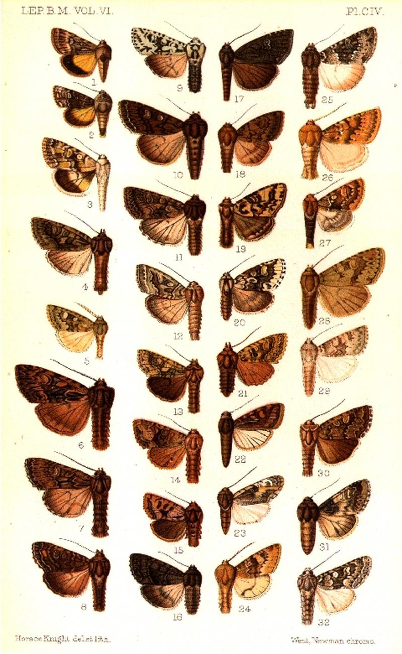 CATALOGUE-BM-PLATE CIV