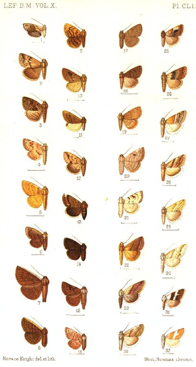 CATALOGUE-BM-PLATE CLII