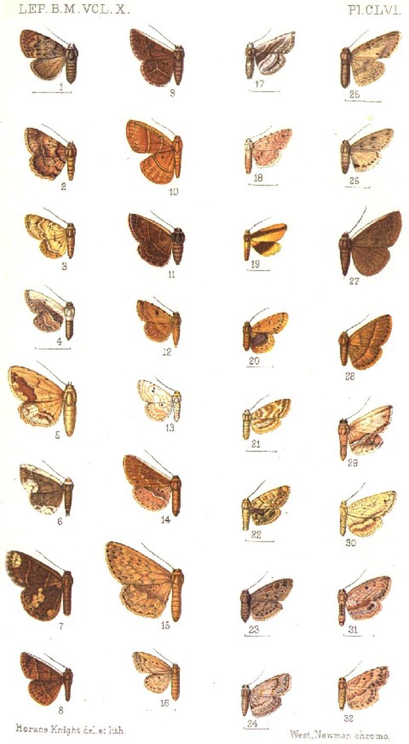 CATALOGUE-BM-PLATE CLVI