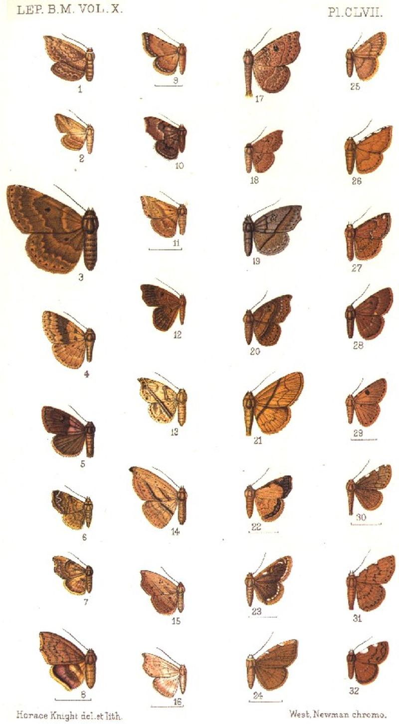 CATALOGUE-BM-PLATE CLVII