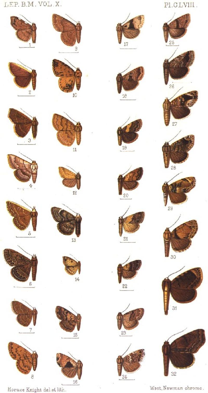 CATALOGUE-BM-PLATE CLVIII