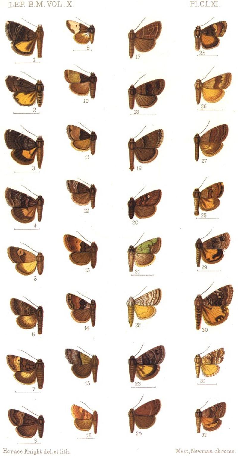 CATALOGUE-BM-PLATE CLXI