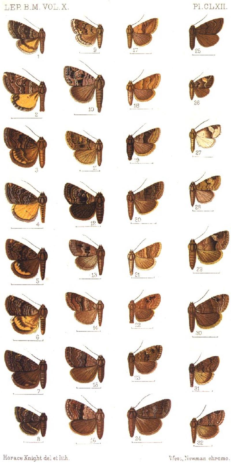 CATALOGUE-BM-PLATE CLXII