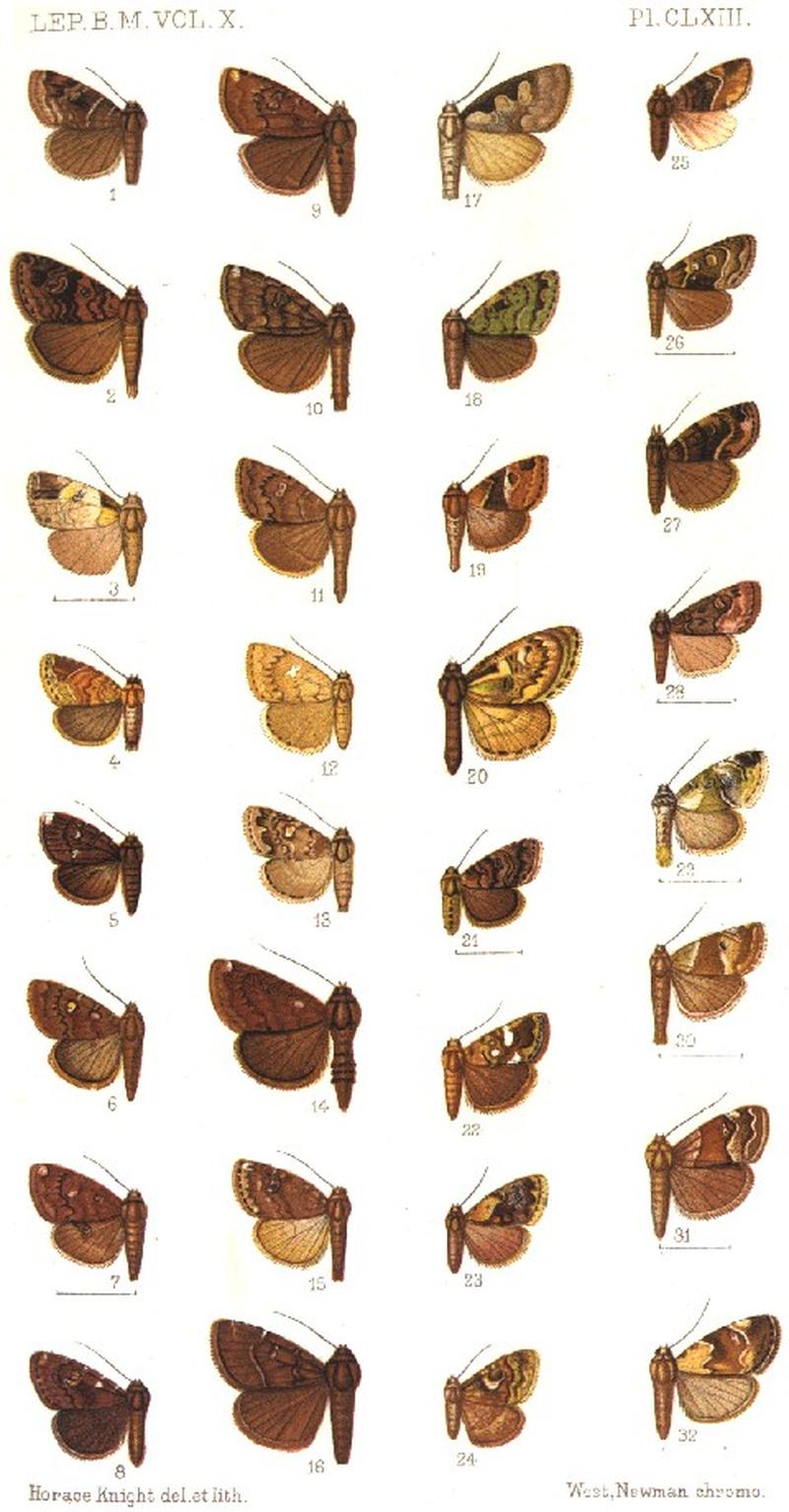 CATALOGUE-BM-PLATE CLXIII