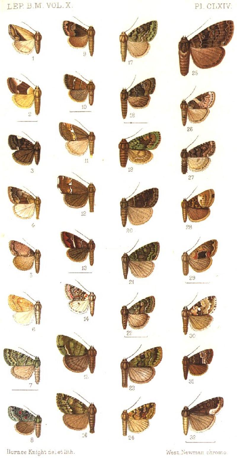 CATALOGUE-BM-PLATE CLXIV