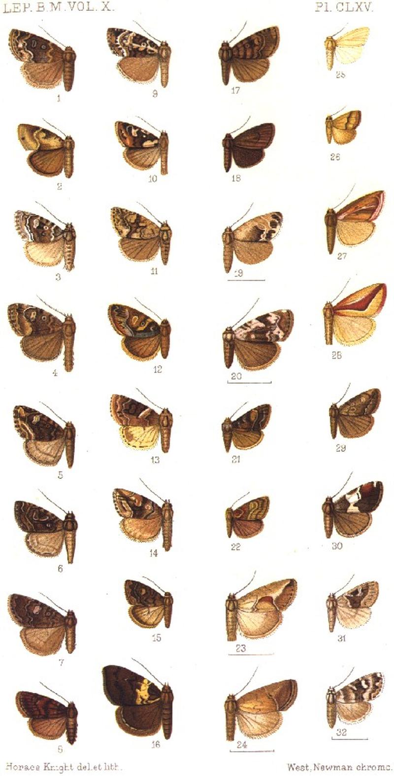 CATALOGUE-BM-PLATE CLXV