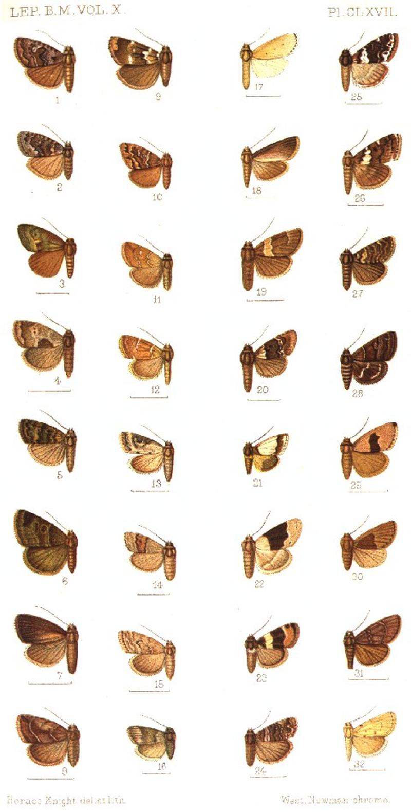 CATALOGUE-BM-PLATE CLXVII