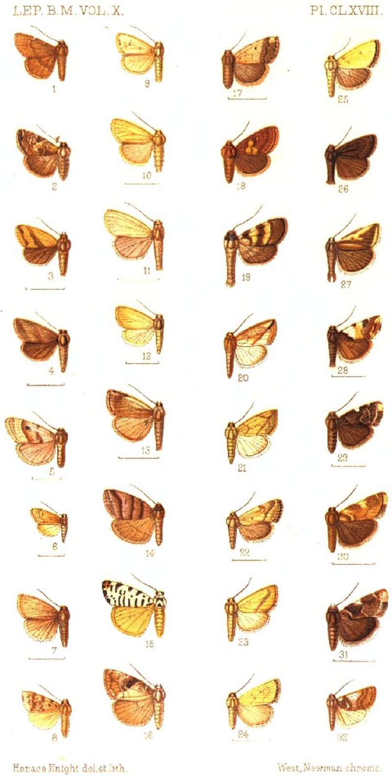 CATALOGUE-BM-PLATE CLXVIII
