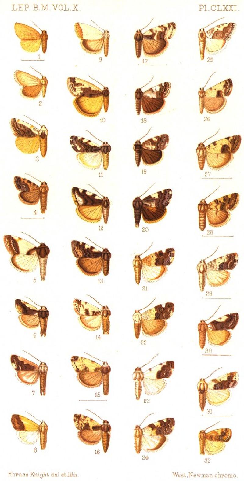 CATALOGUE-BM-PLATE CLXXI
