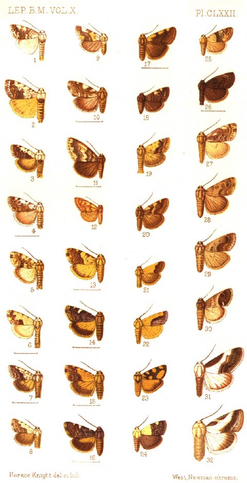 CATALOGUE-BM-PLATE CLXXII