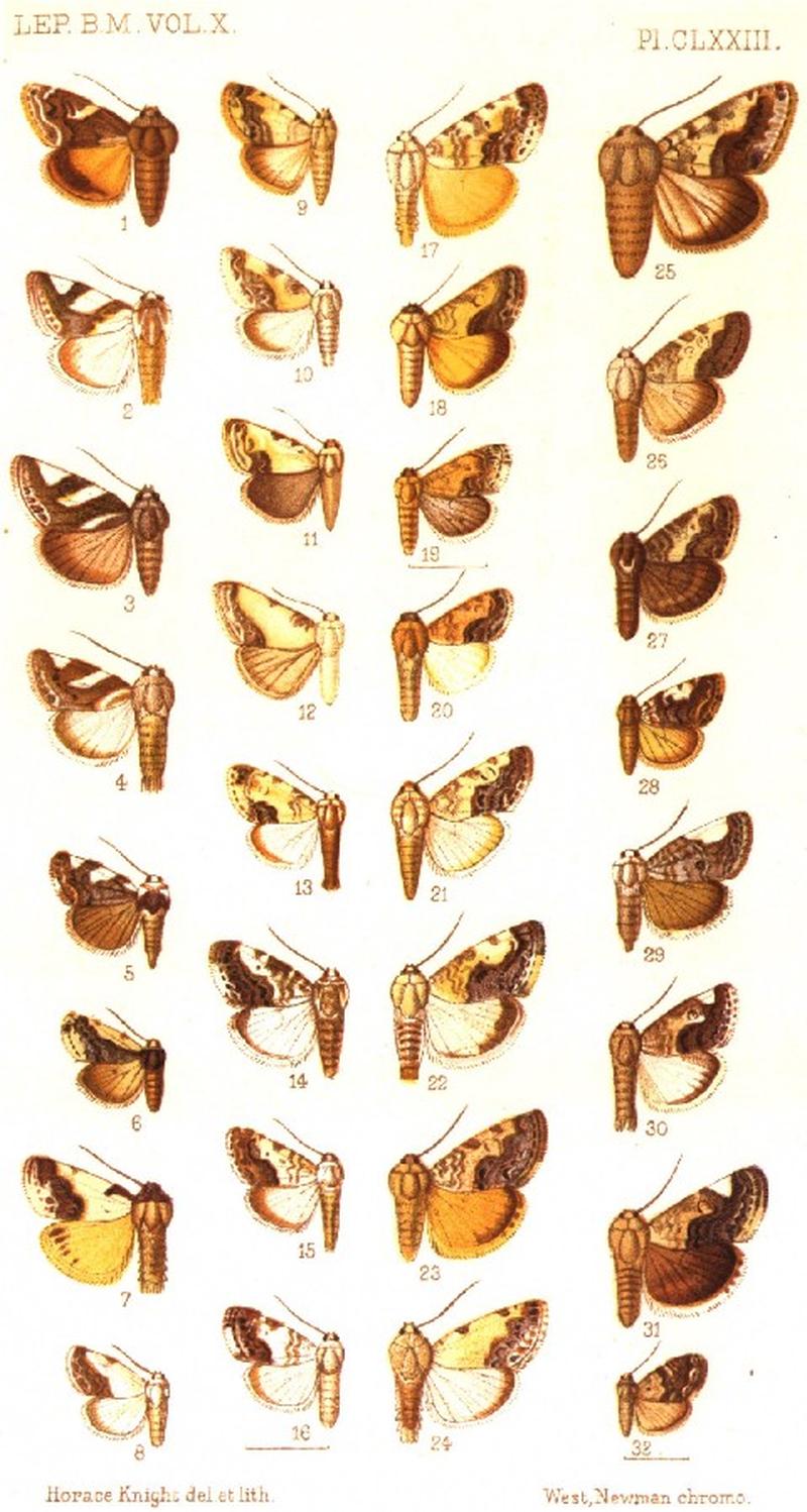 CATALOGUE-BM-PLATE CLXXIII