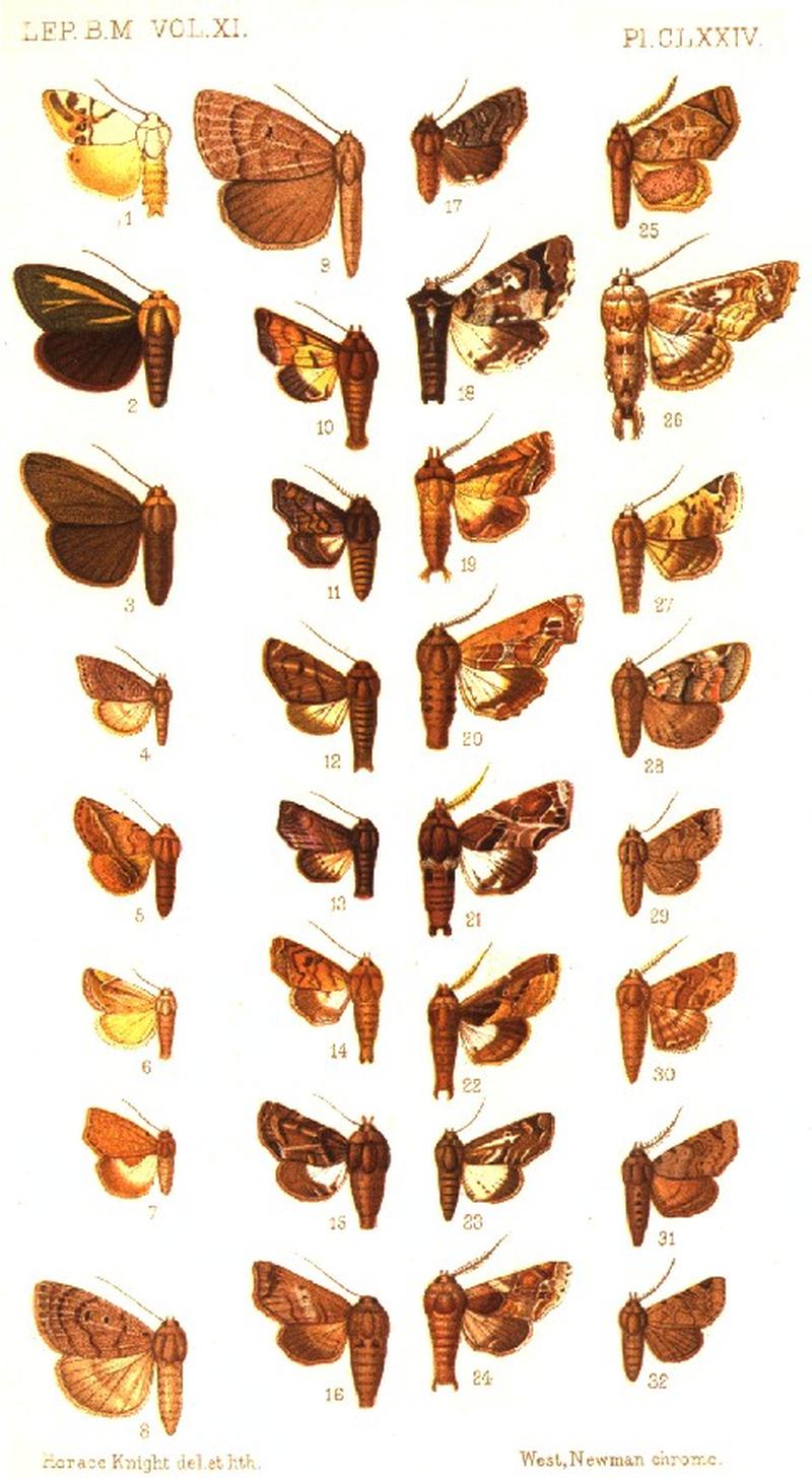 CATALOGUE-BM-PLATE CLXXIV