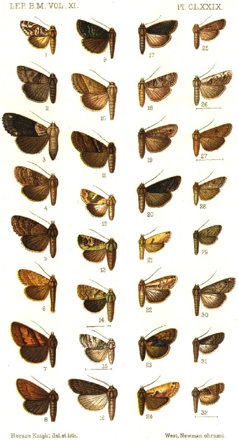 CATALOGUE-BM-PLATE CLXXIX