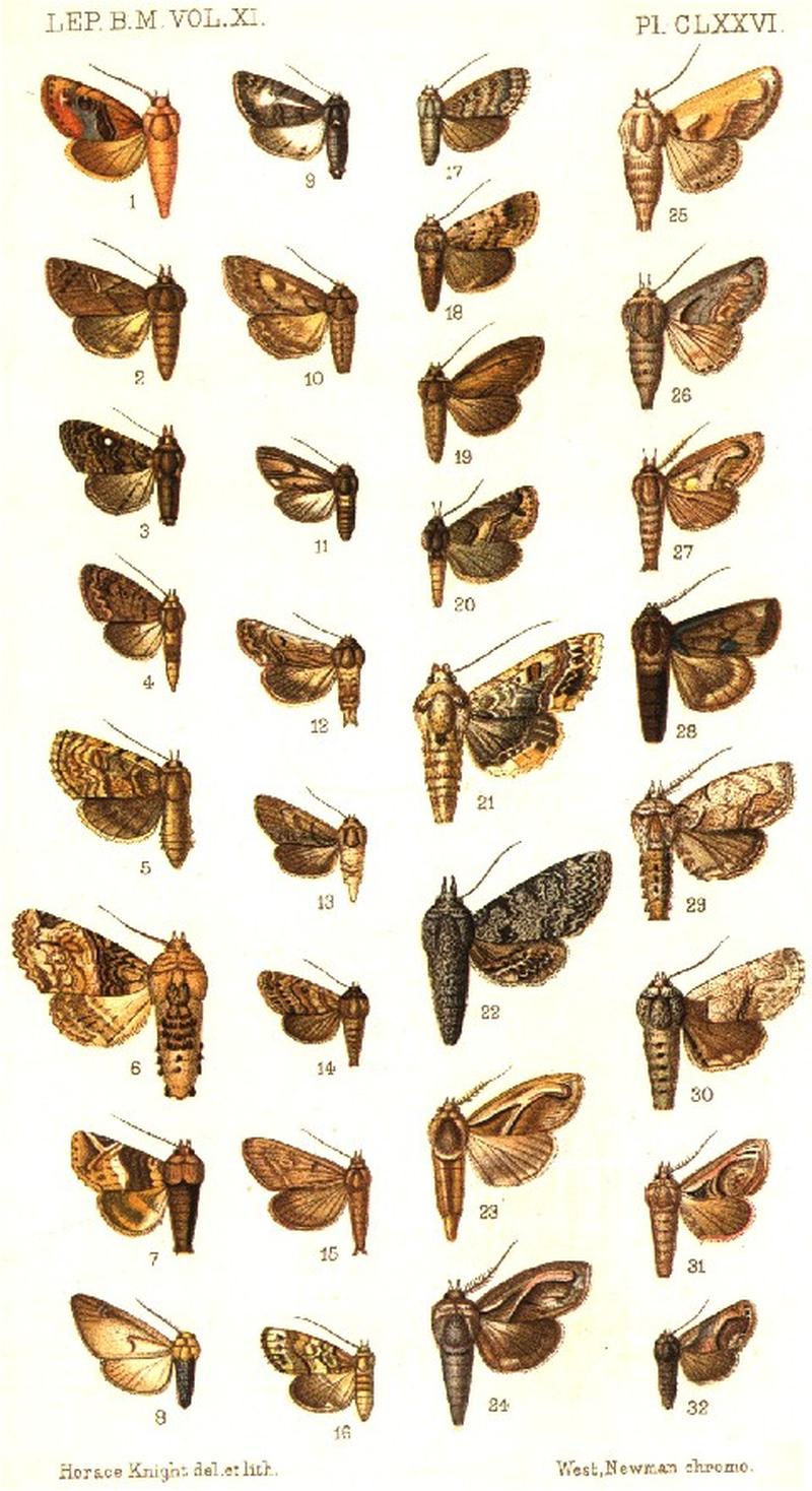 CATALOGUE-BM-PLATE CLXXVI