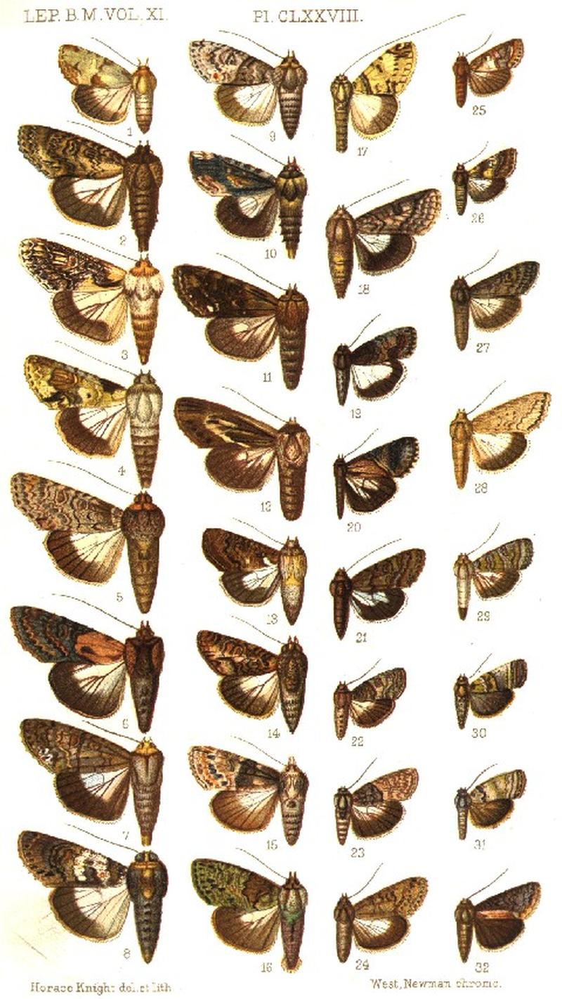 CATALOGUE-BM-PLATE CLXXVIII