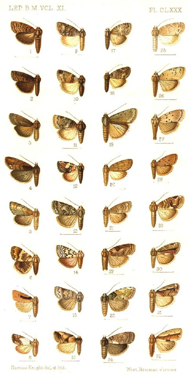 CATALOGUE-BM-PLATE CLXXX