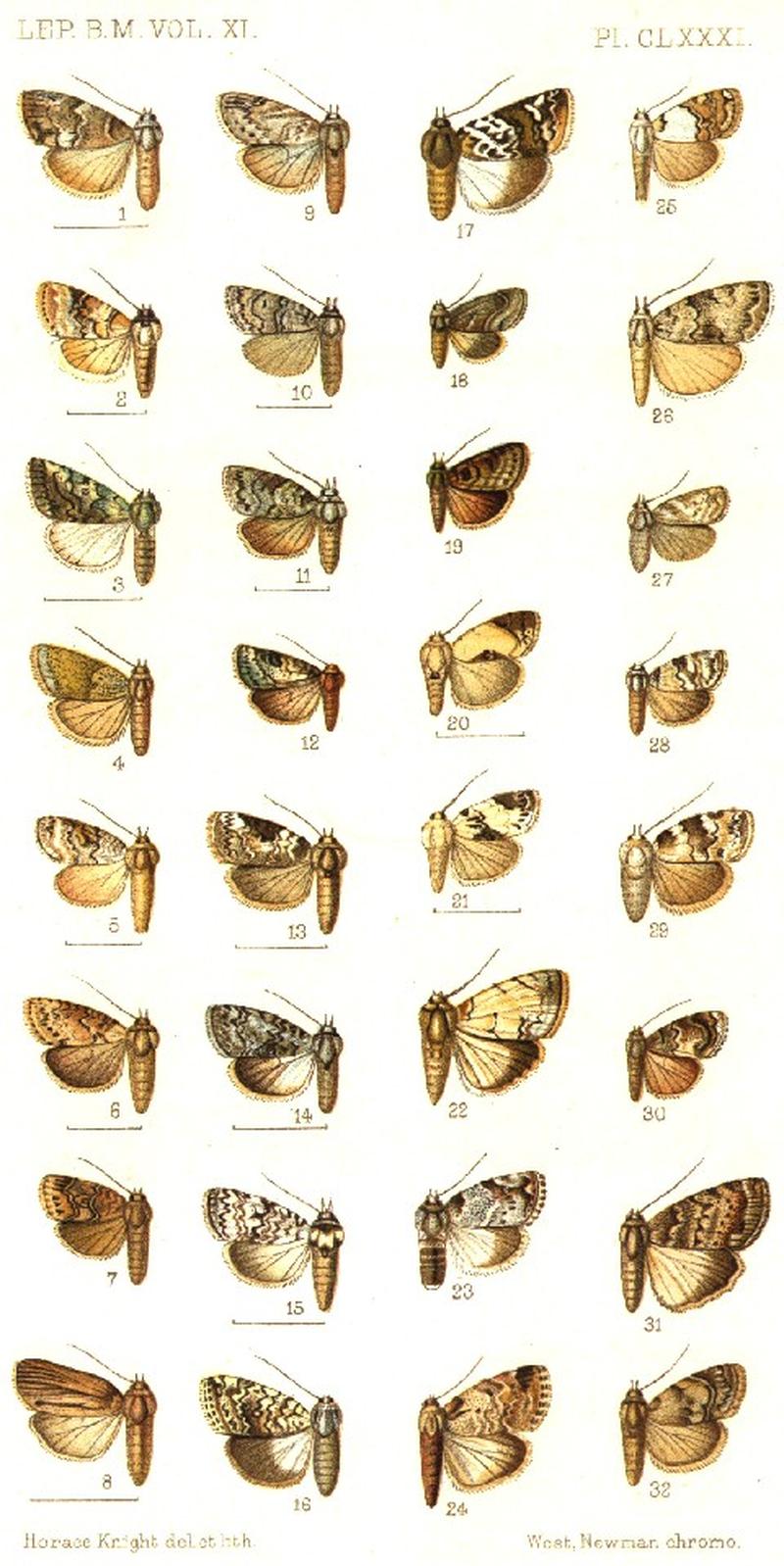 CATALOGUE-BM-PLATE CLXXXI