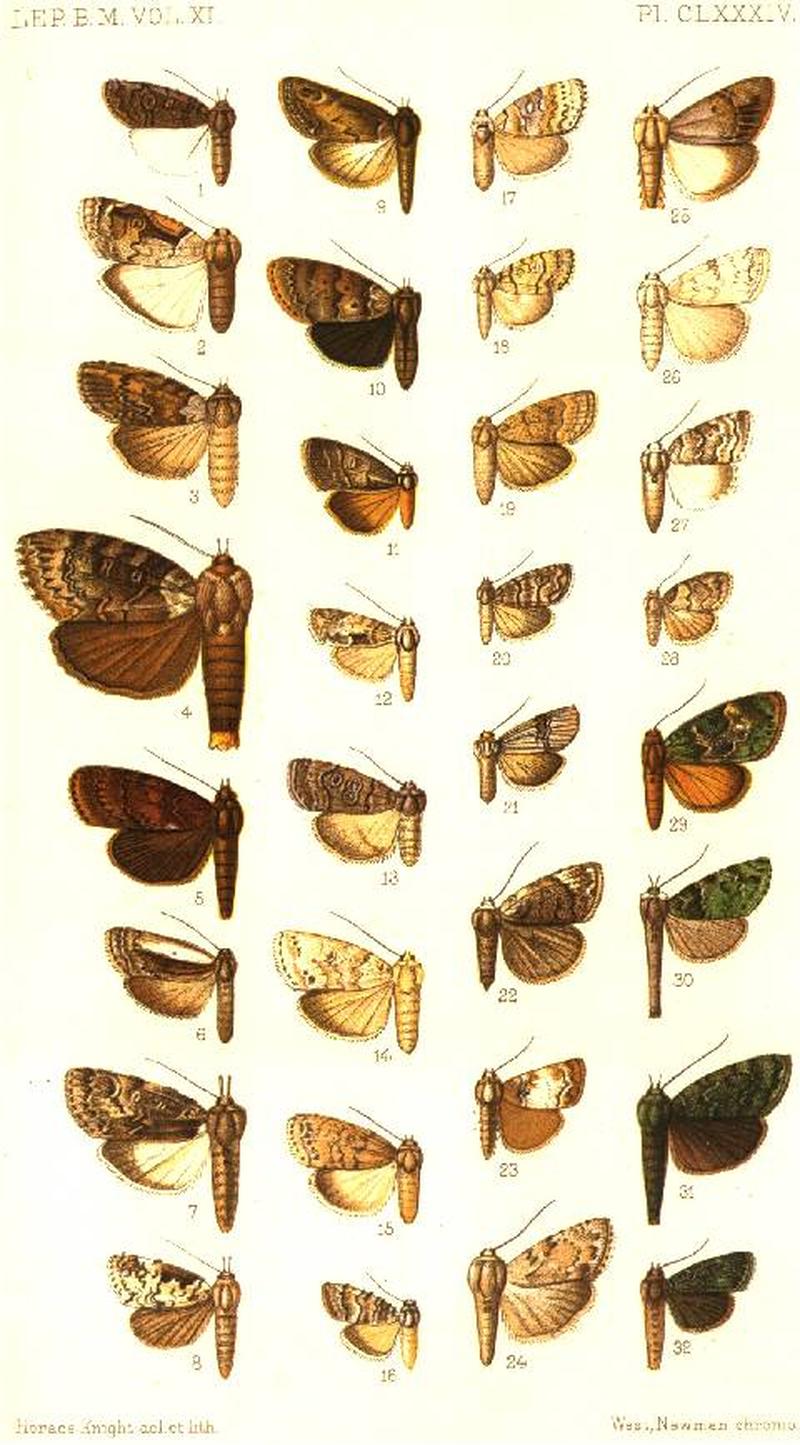 CATALOGUE-BM-PLATE CLXXXIV