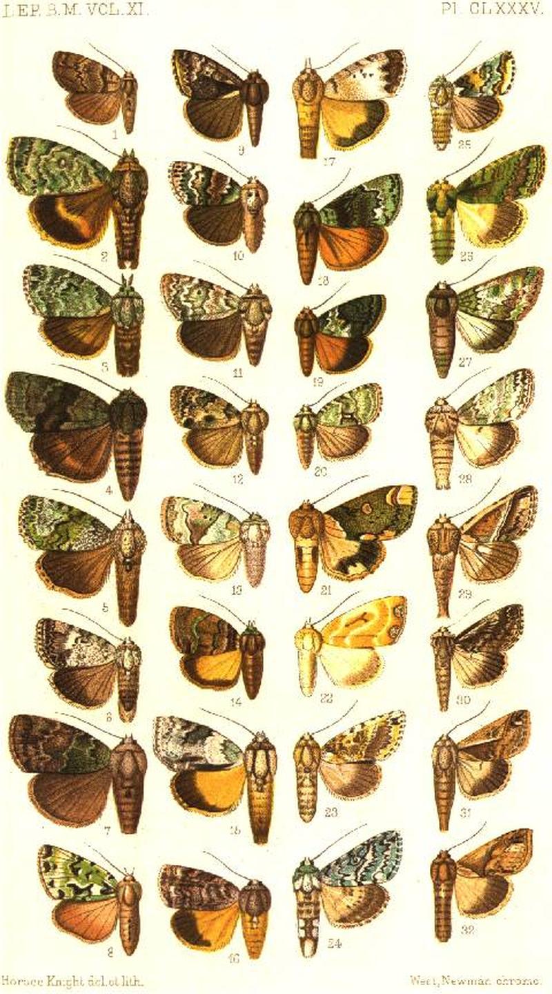 CATALOGUE-BM-PLATE CLXXXV