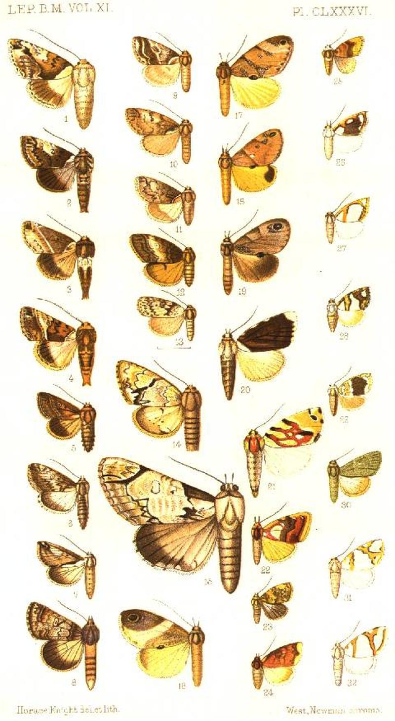 CATALOGUE-BM-PLATE CLXXXVI