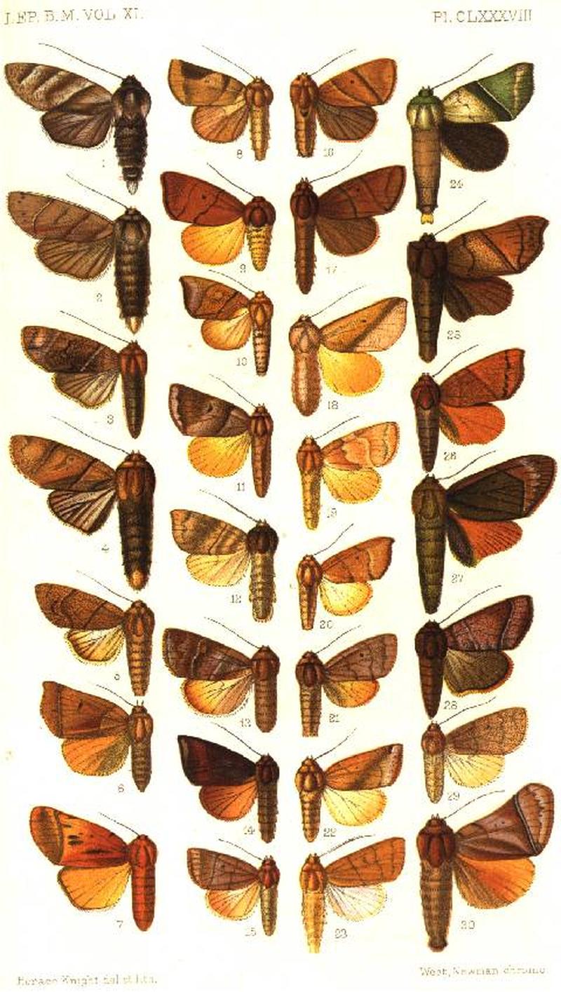 CATALOGUE-BM-PLATE CLXXXVIII