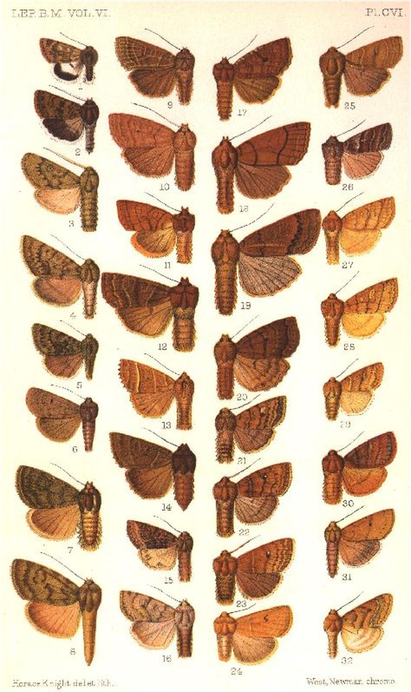 CATALOGUE-BM-PLATE CVI