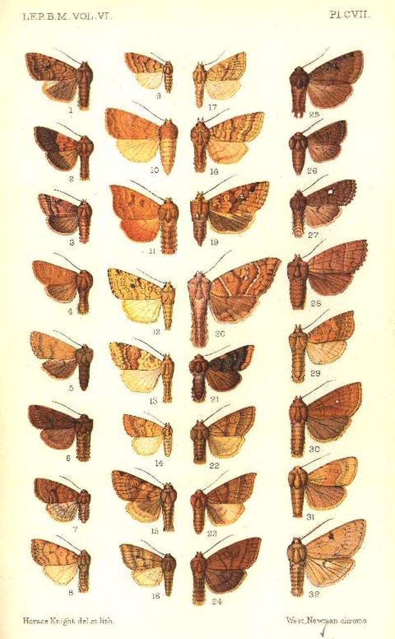 CATALOGUE-BM-PLATE CVII