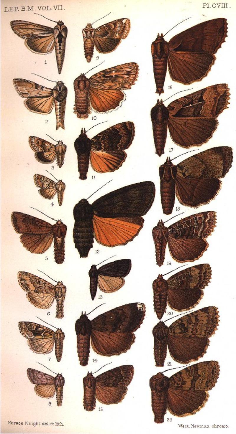 CATALOGUE-BM-PLATE CVIII