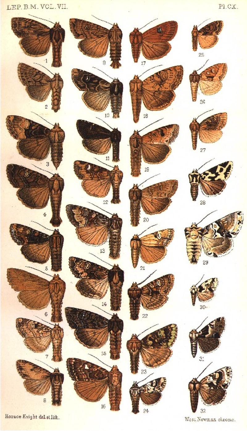 CATALOGUE-BM-PLATE CX