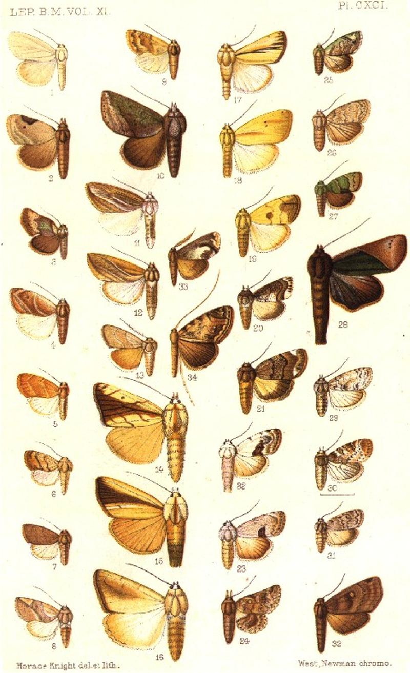 CATALOGUE-BM-PLATE CXCI