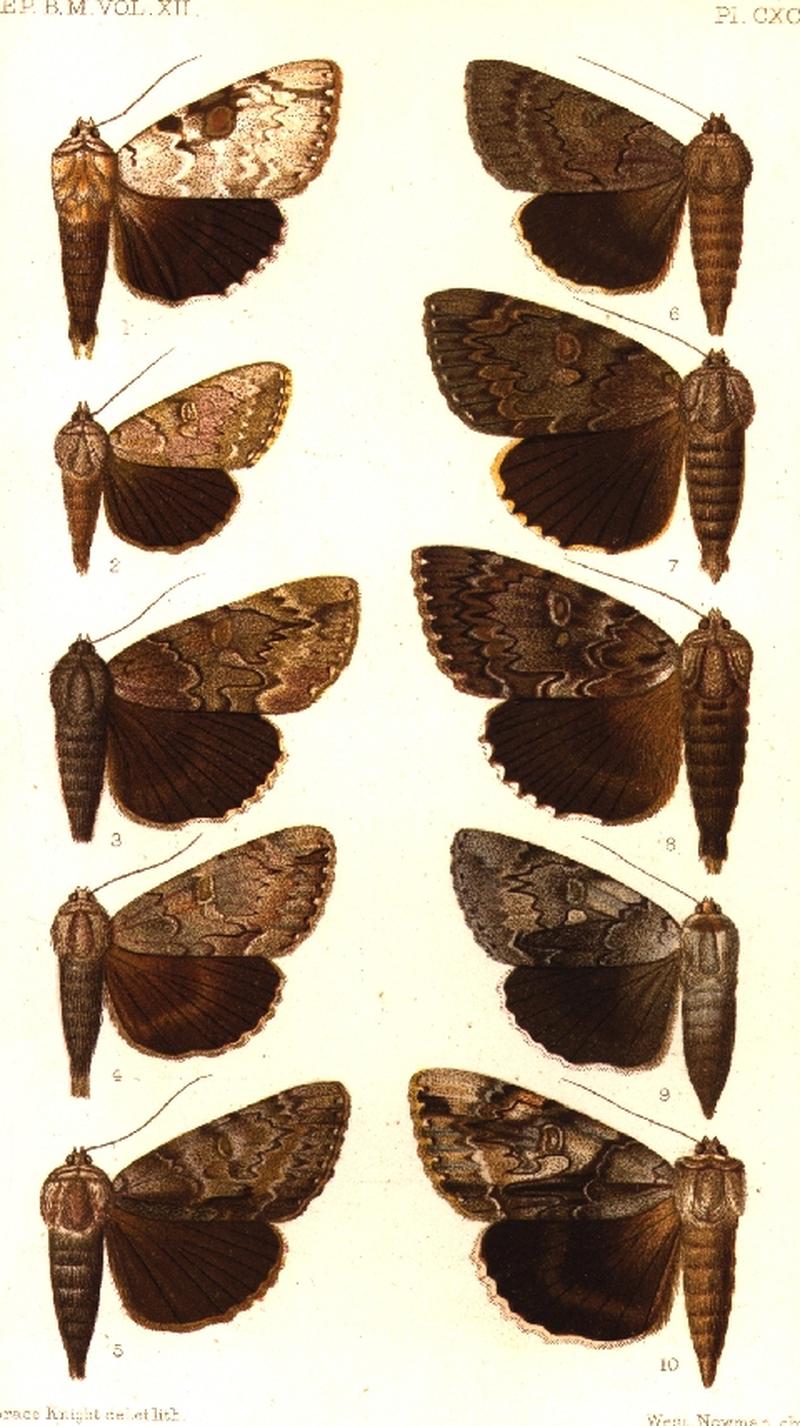 CATALOGUE-BM-PLATE CXCII