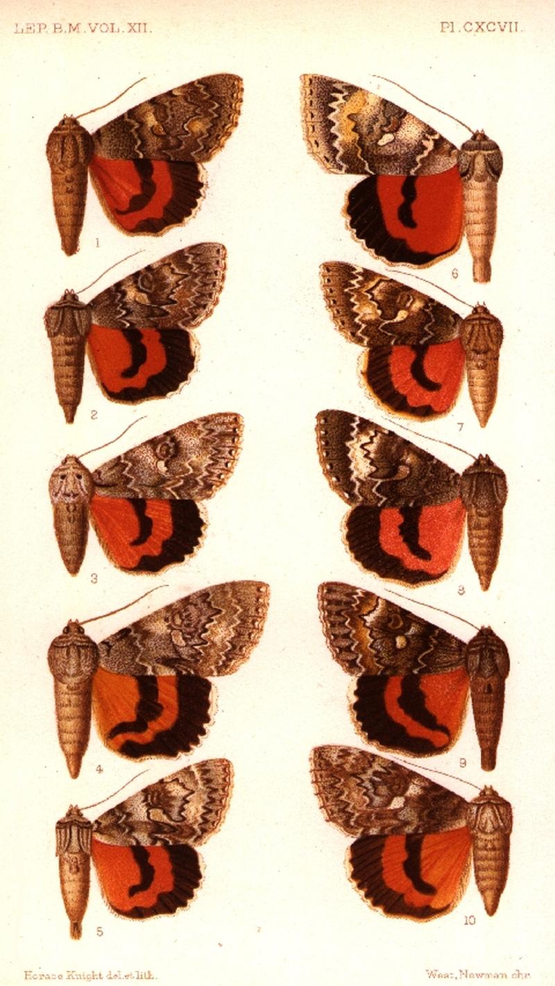 CATALOGUE-BM-PLATE CXCVII