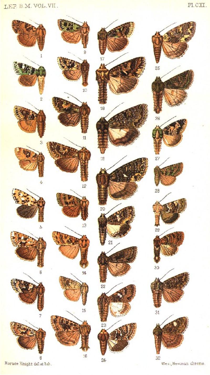 CATALOGUE-BM-PLATE CXI