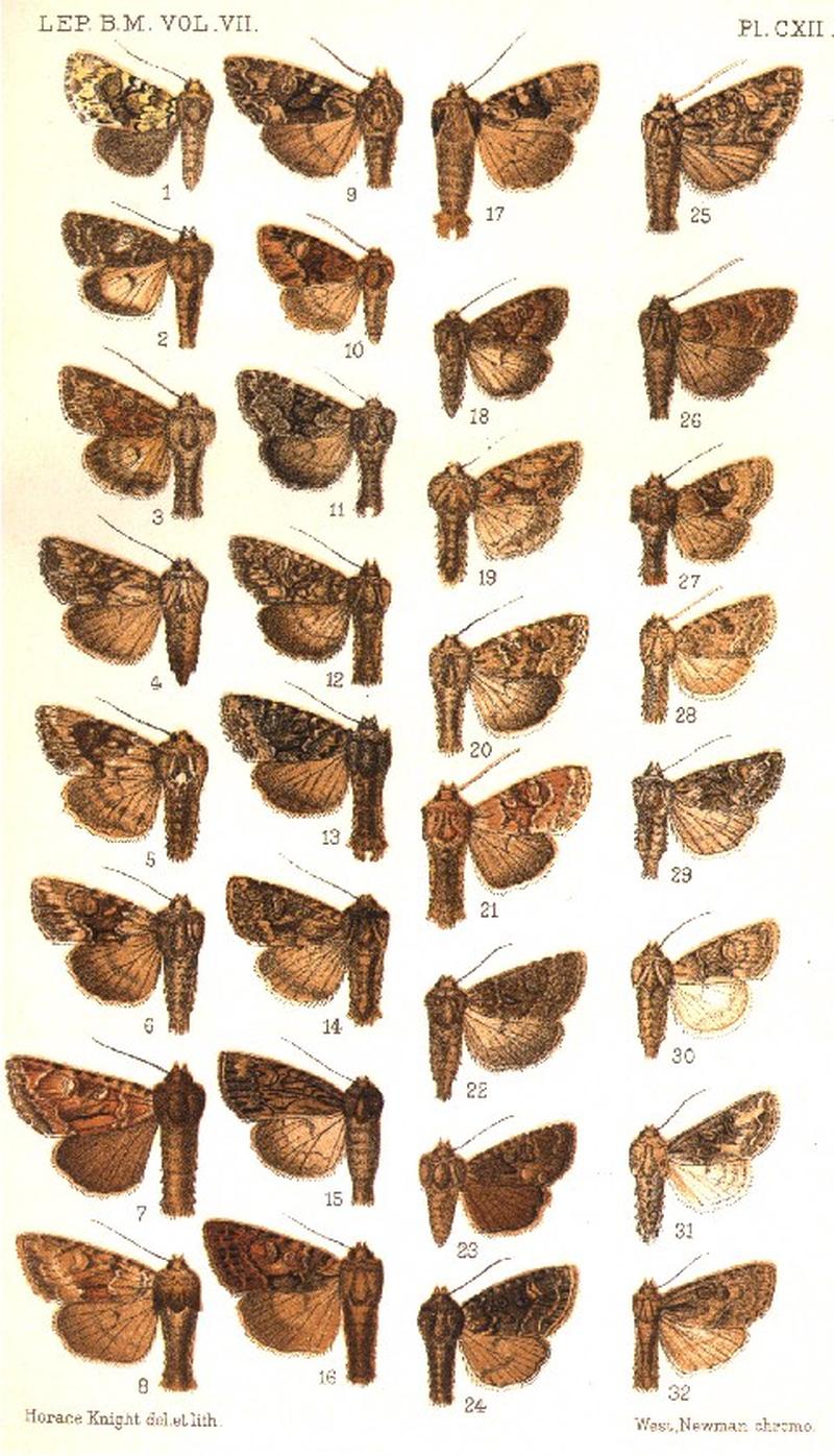 CATALOGUE-BM-PLATE CXII