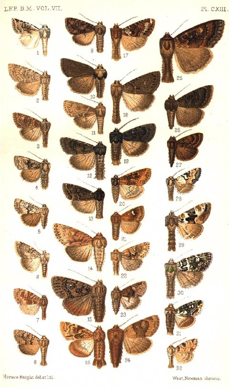 CATALOGUE-BM-PLATE CXIII