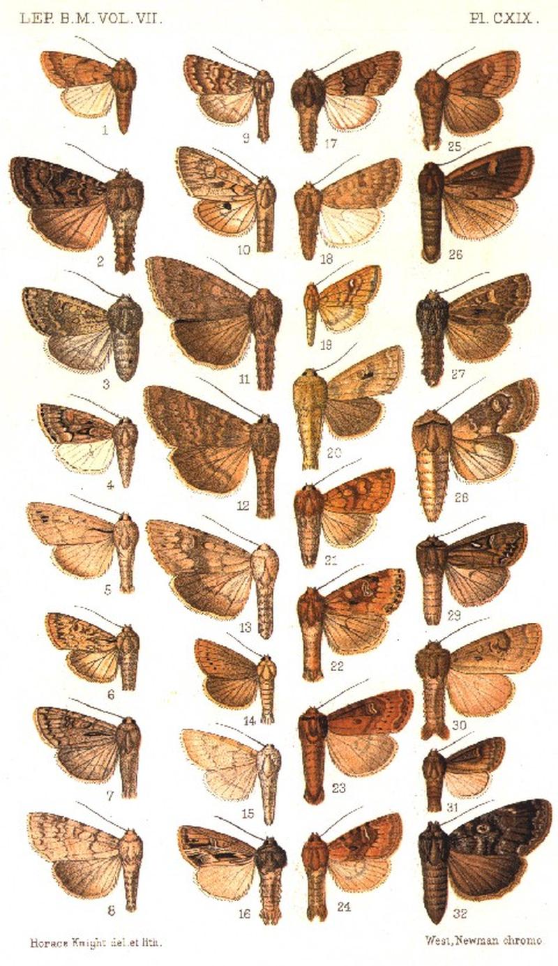 CATALOGUE-BM-PLATE CXIX