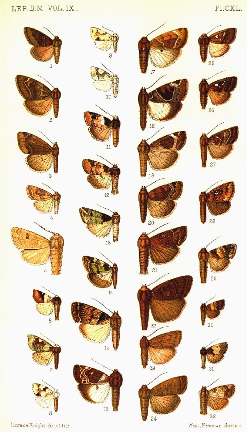 CATALOGUE-BM-PLATE CXL