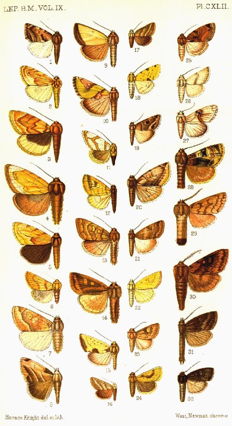 CATALOGUE-BM-PLATE CXLII