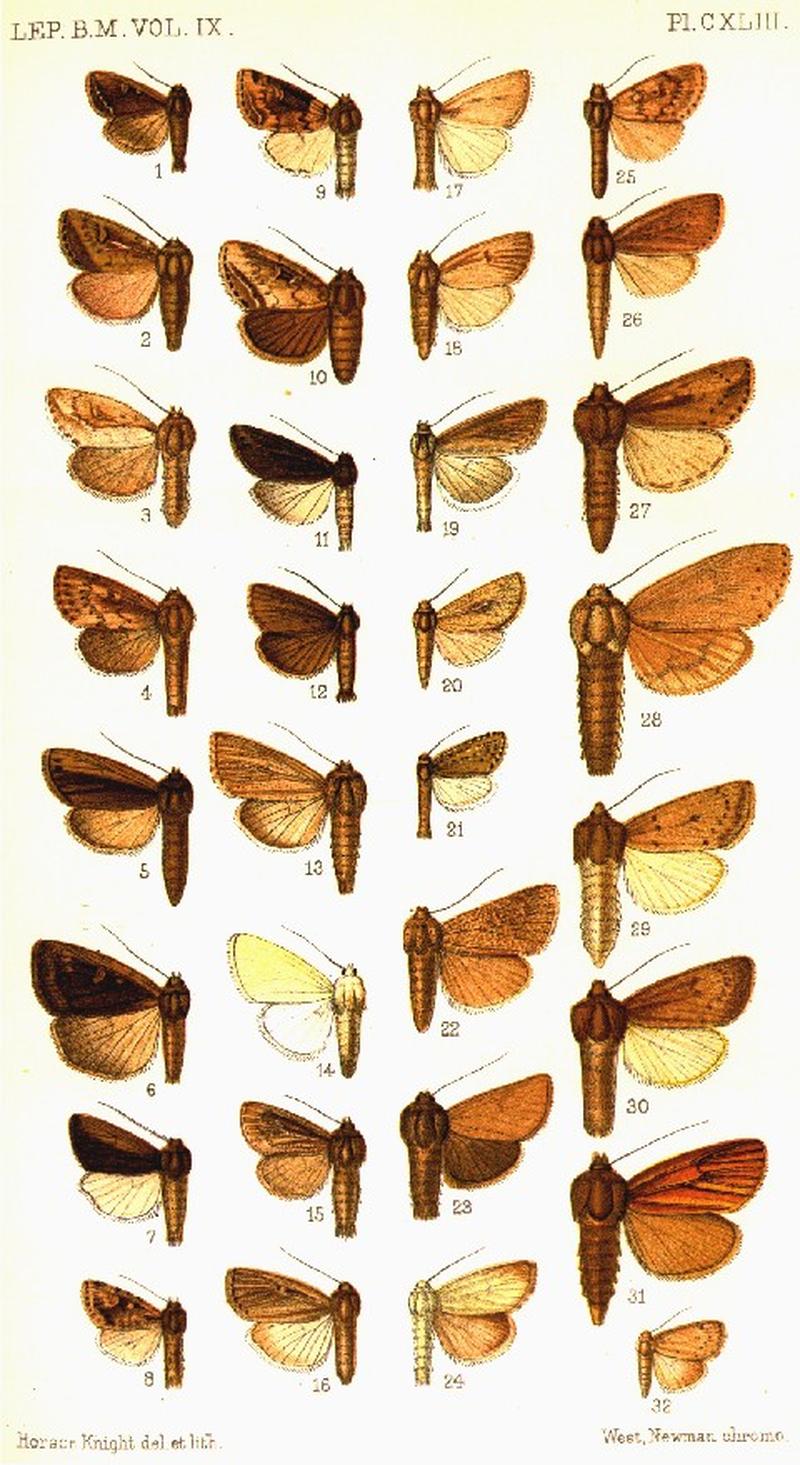 CATALOGUE-BM-PLATE CXLIII