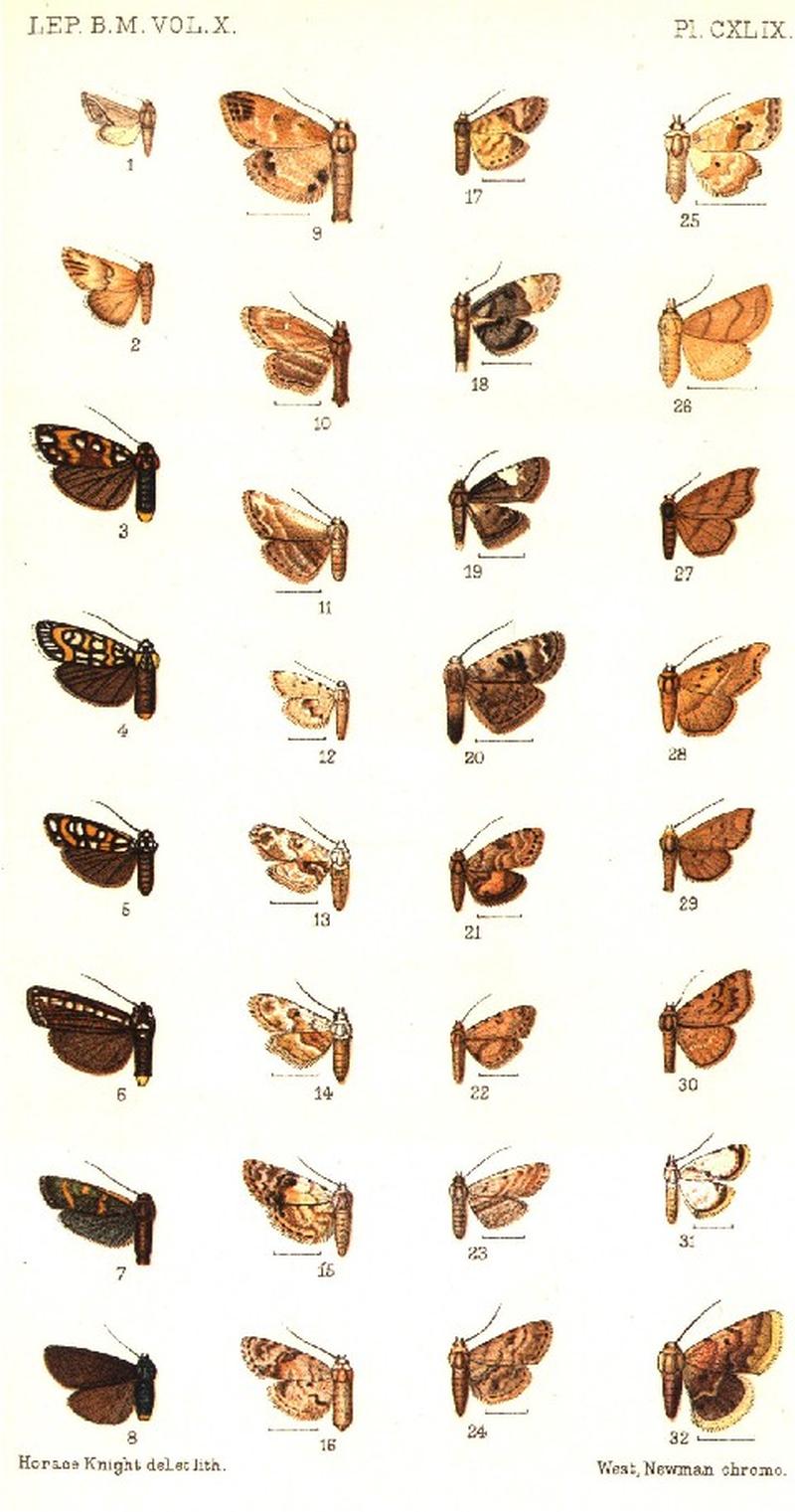 CATALOGUE-BM-PLATE CXLIX
