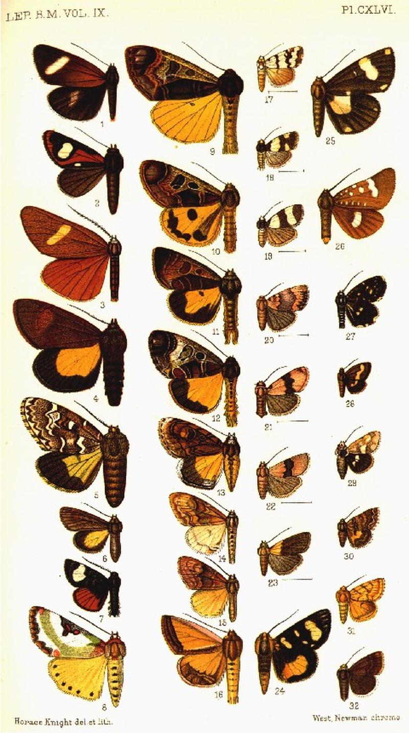 CATALOGUE-BM-PLATE CXLVI